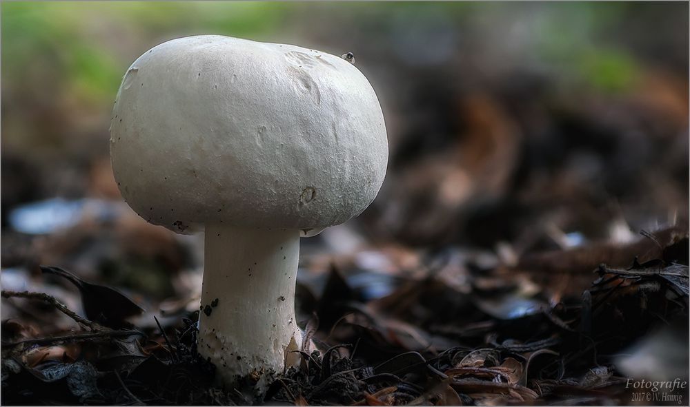 Champignon