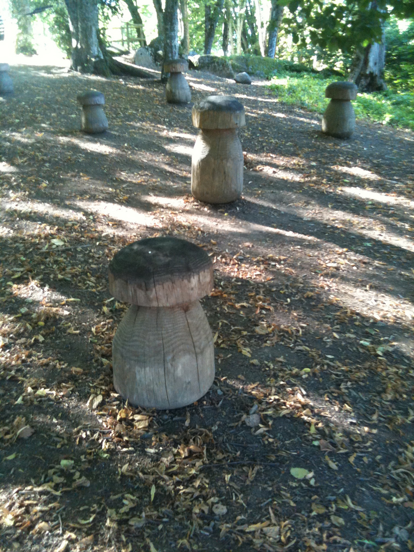 champignon en bois