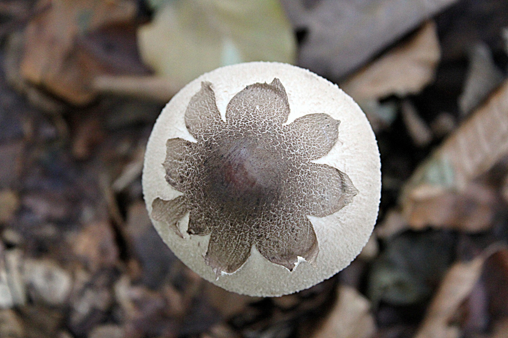 Champignon en fleur