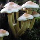 Champignon en forêt 