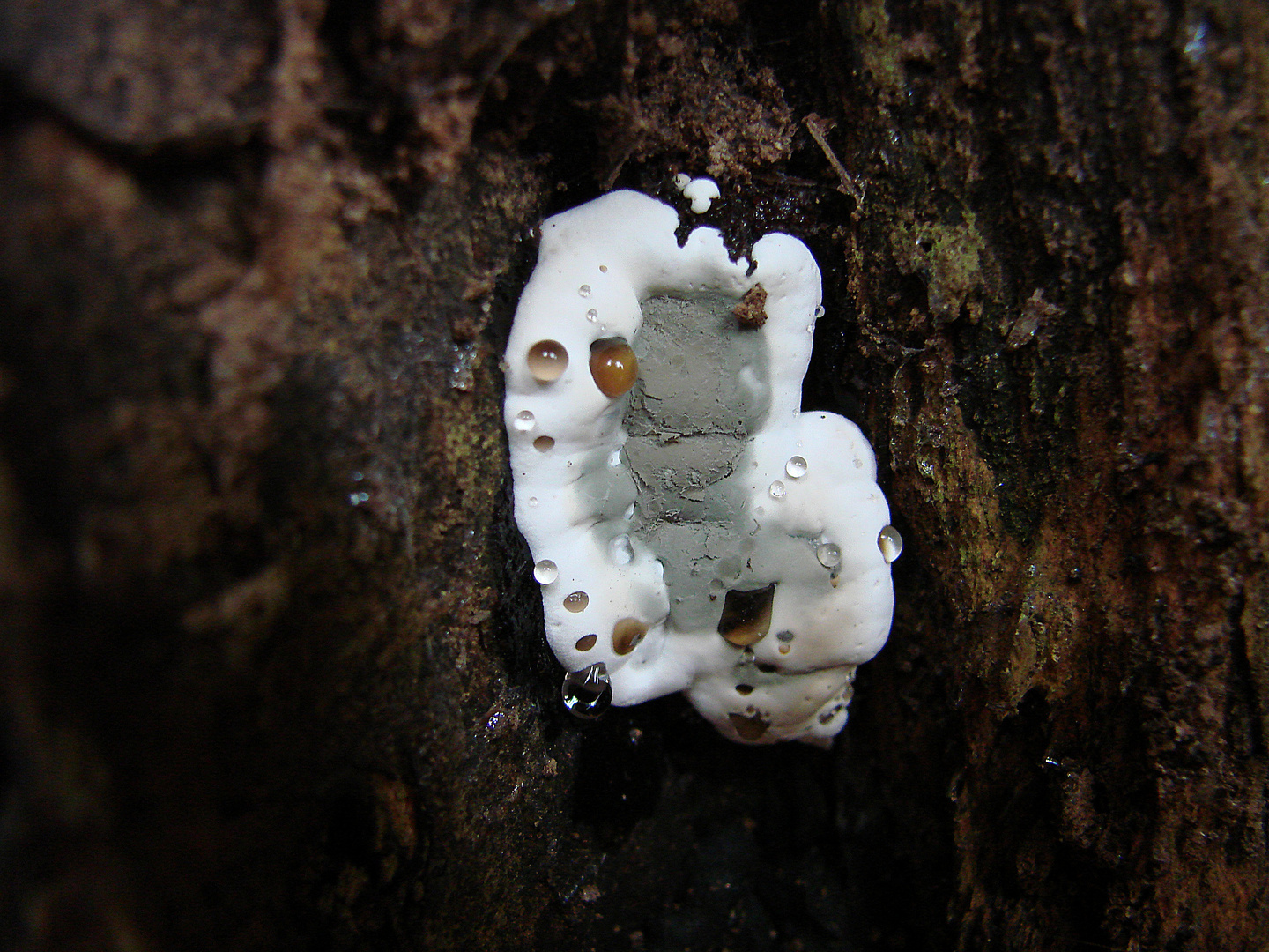  Champignon et gouttelettes