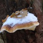 champignon et neige