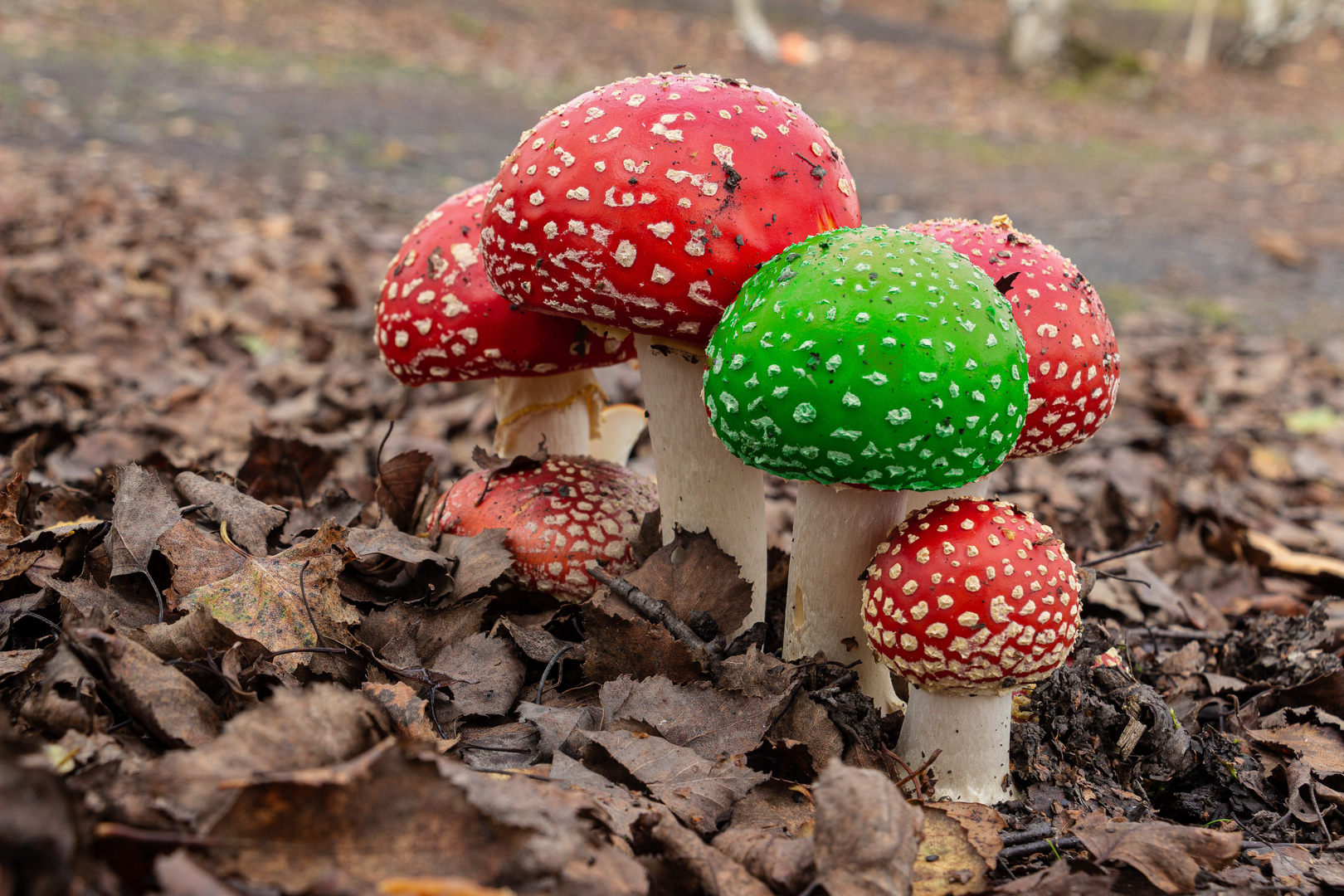 Champignon génétiquement modifié