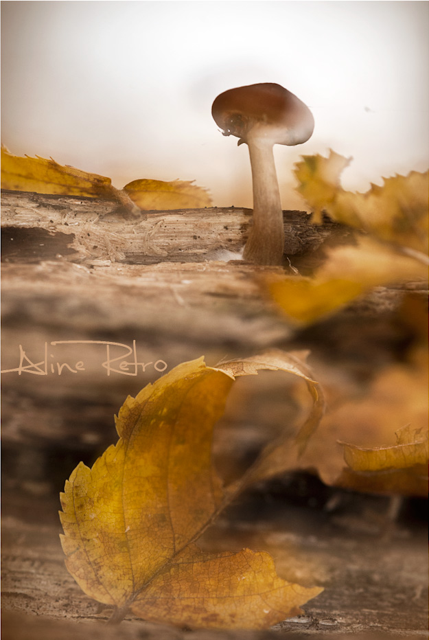 Champignon magique