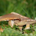 Champignon marron 1