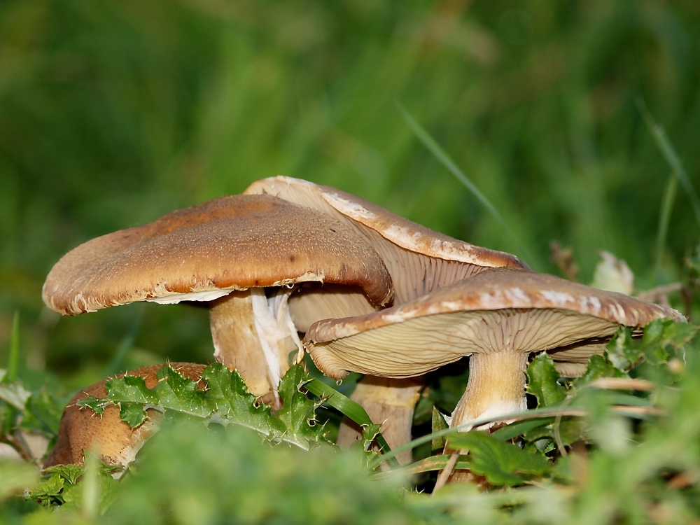 Champignon marron 1