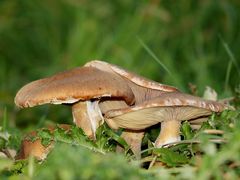 Champignon marron 1