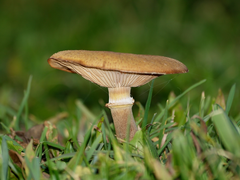 Champignon De Paris Marron Champignon De Paris Marron 13 Champignon marron 3 photo et image | plantes, champignons & lichens