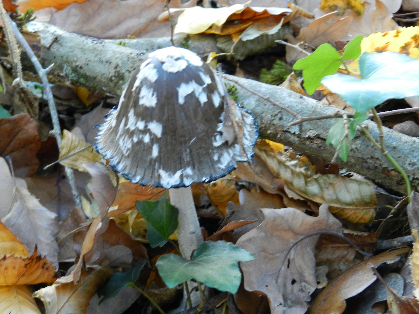 champignon mignon