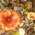 champignon orange