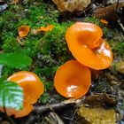 Champignon orange