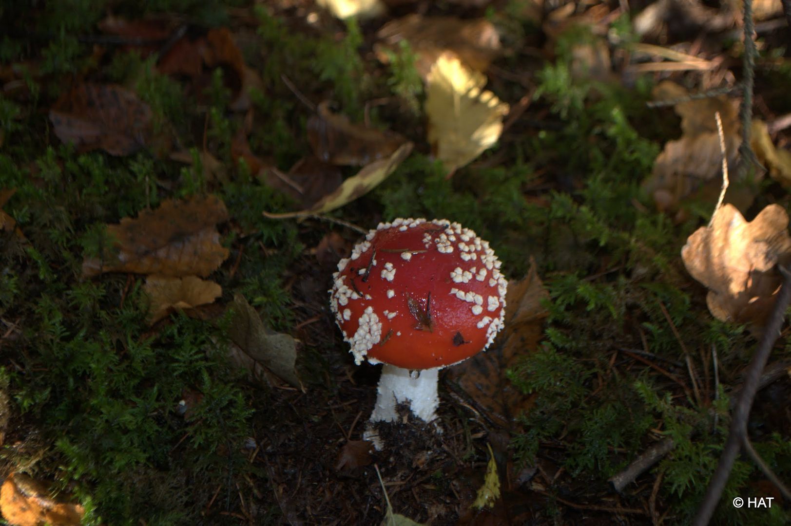 Champignon rouge