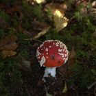 Champignon rouge