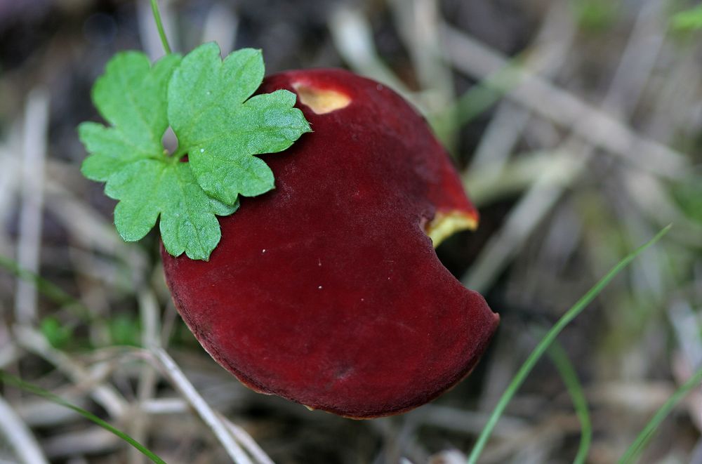 Champignon rouge de veroa 