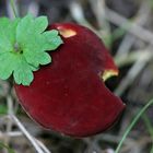 Champignon rouge