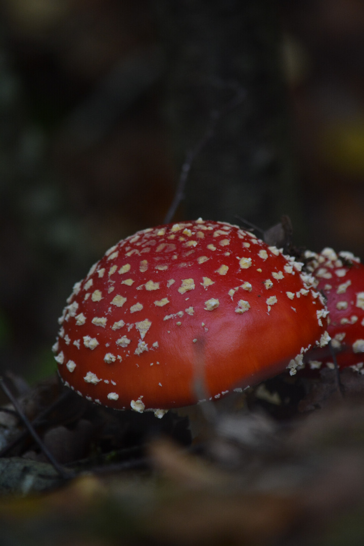 Champignon rouge