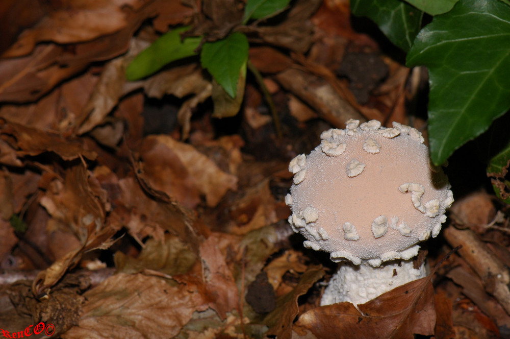 Champignon (sorte de vesse de loup)