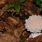 Champignon (sorte de vesse de loup)