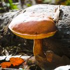 Champignon sous le soleil 