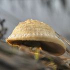 Champignon sur bois