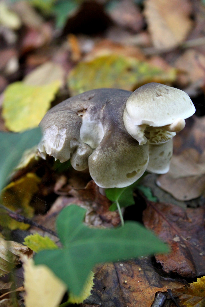 Champignon tortue