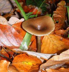 champignon (trompette)