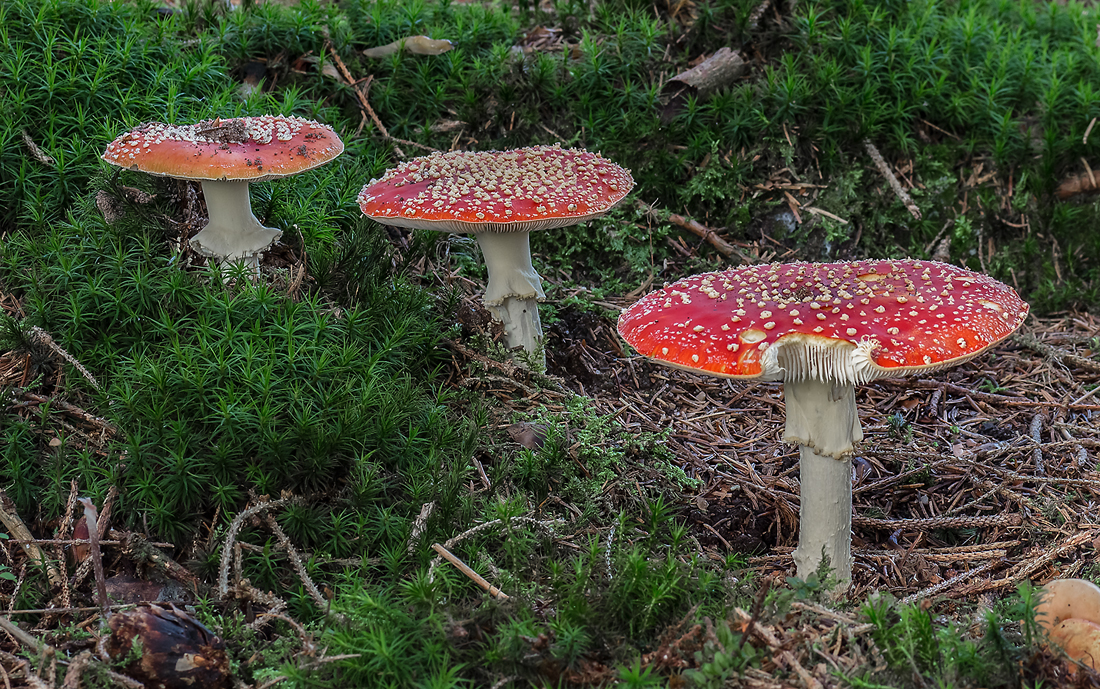 champignon vénéneux