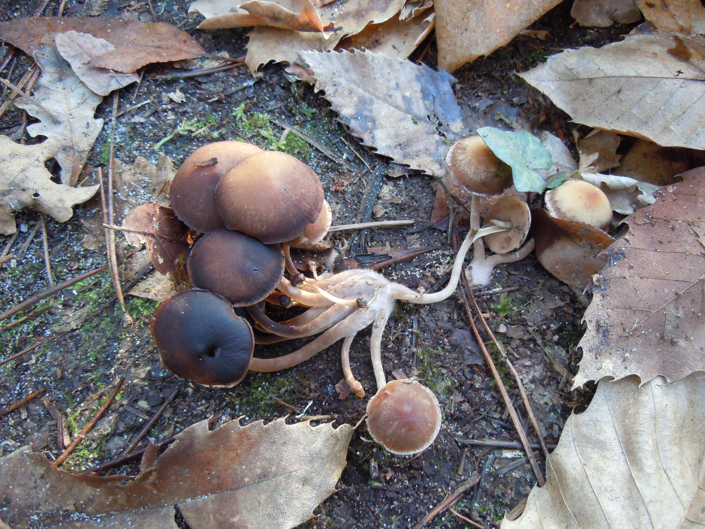 Champignon..ou pieuvre végétale?