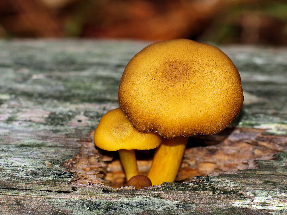 champignons 101 objectif om 1.8- 50Mm