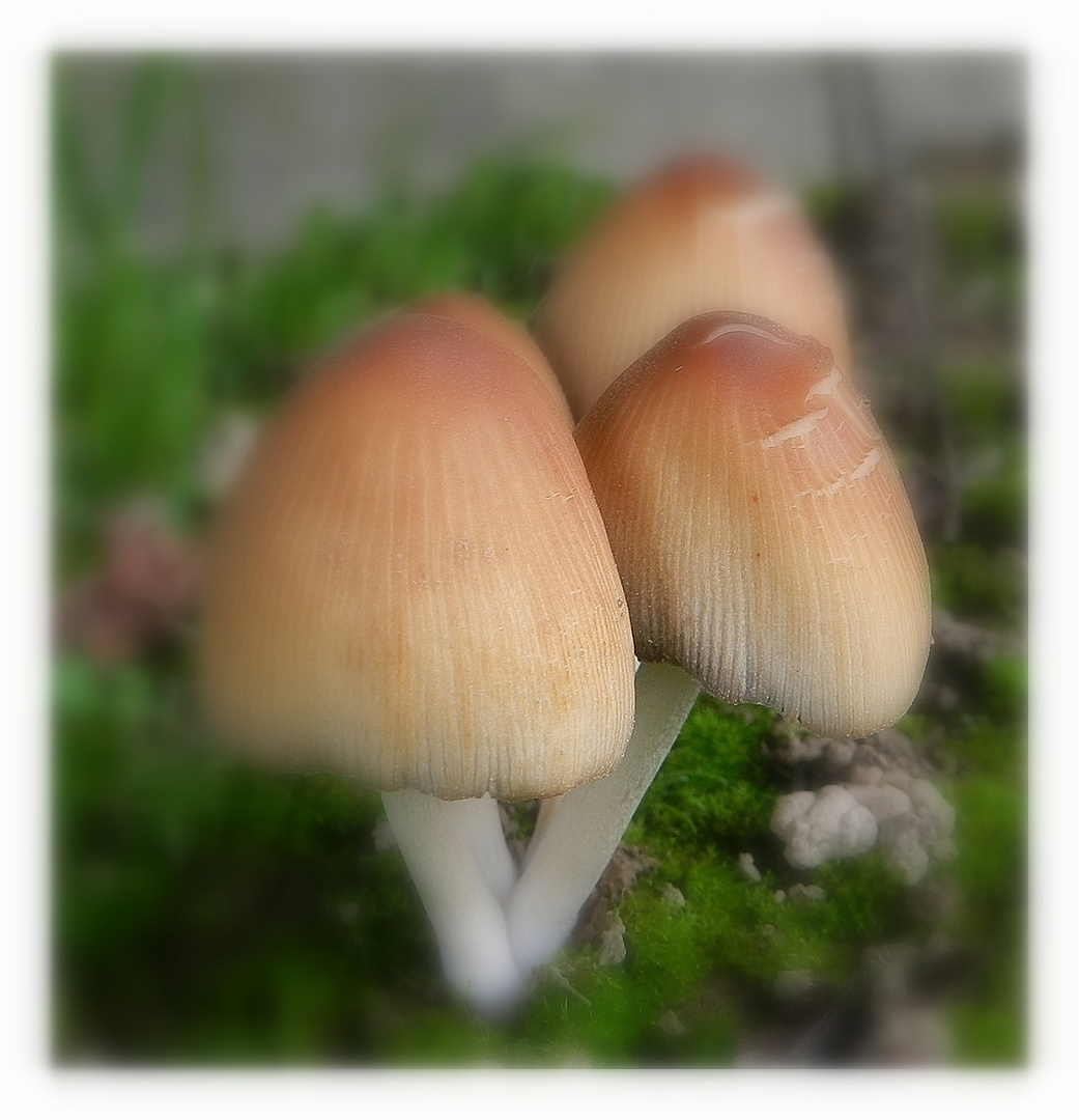 champignons