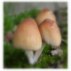 champignons