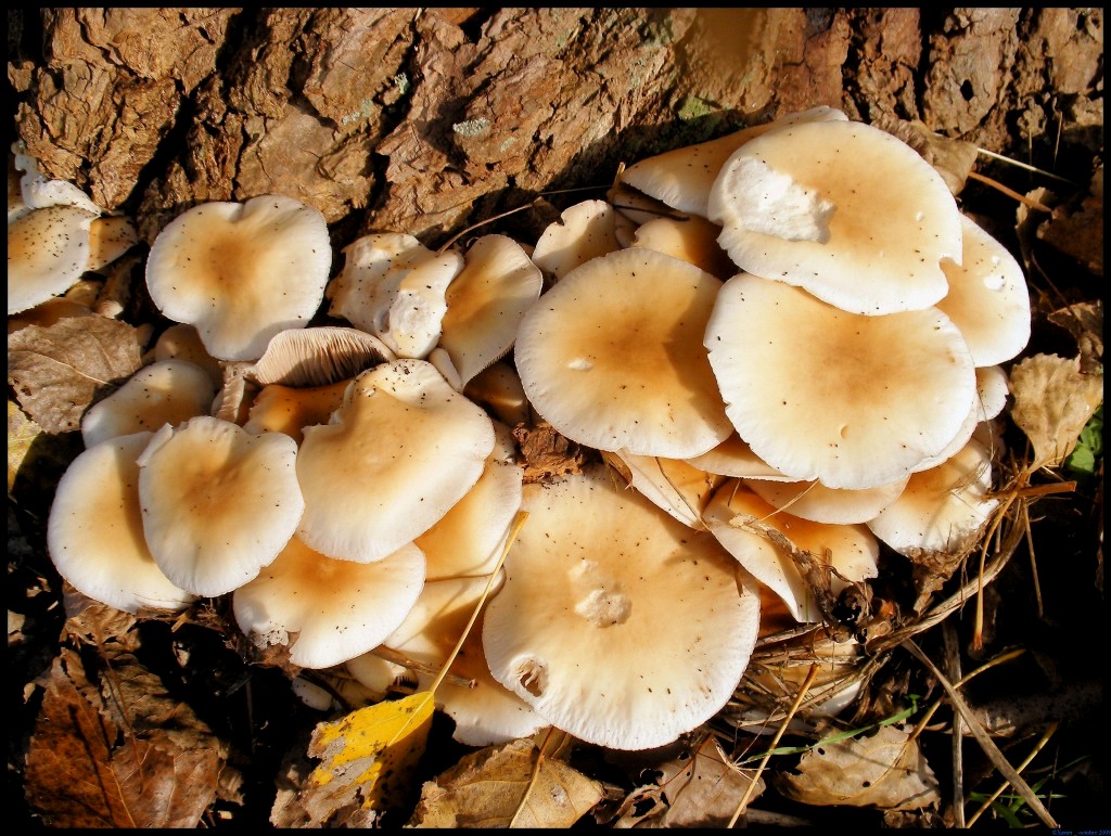 Champignons