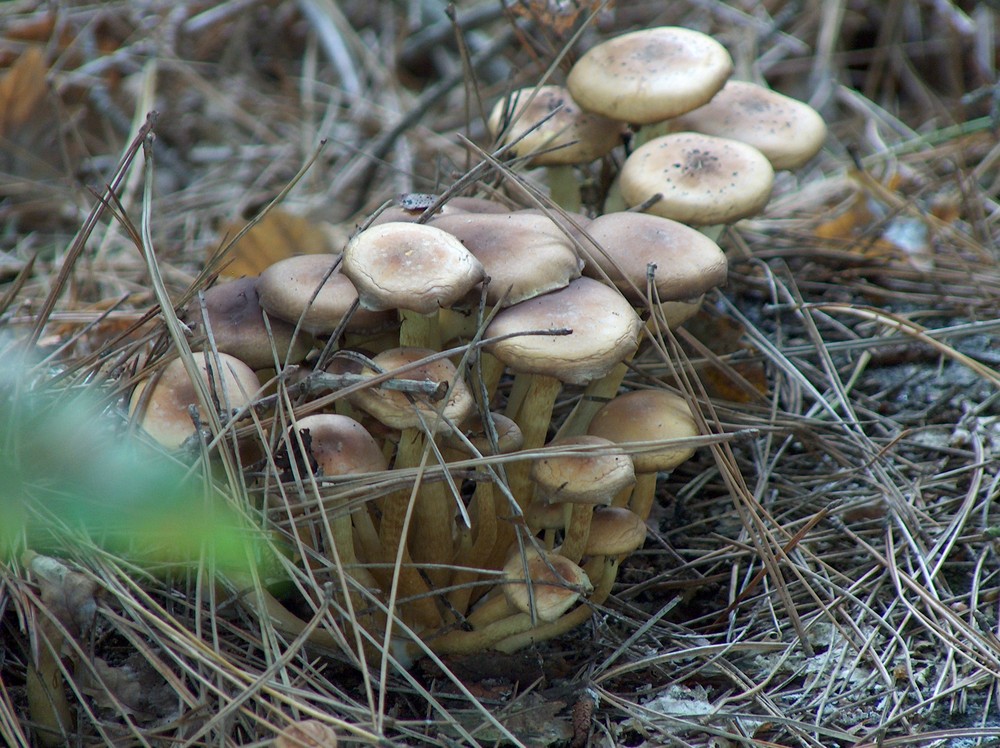 champignons