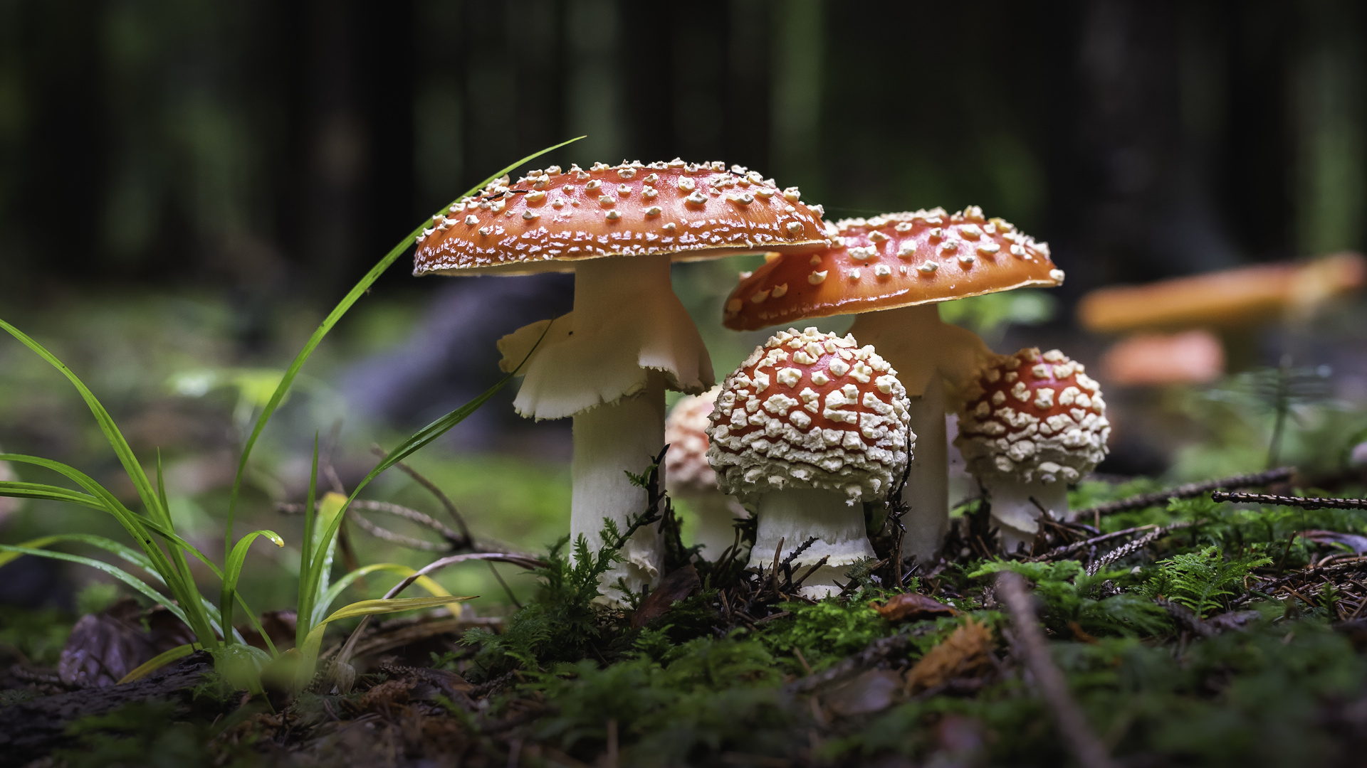 Champignons