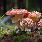Champignons