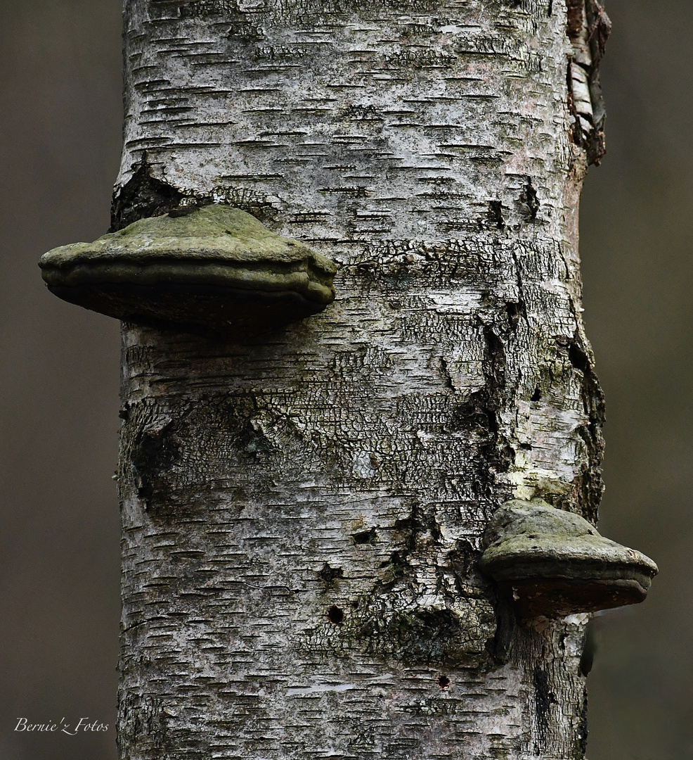 Champignons à la verticale