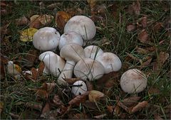 Champignons