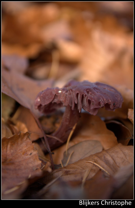 Champignons anderlectois