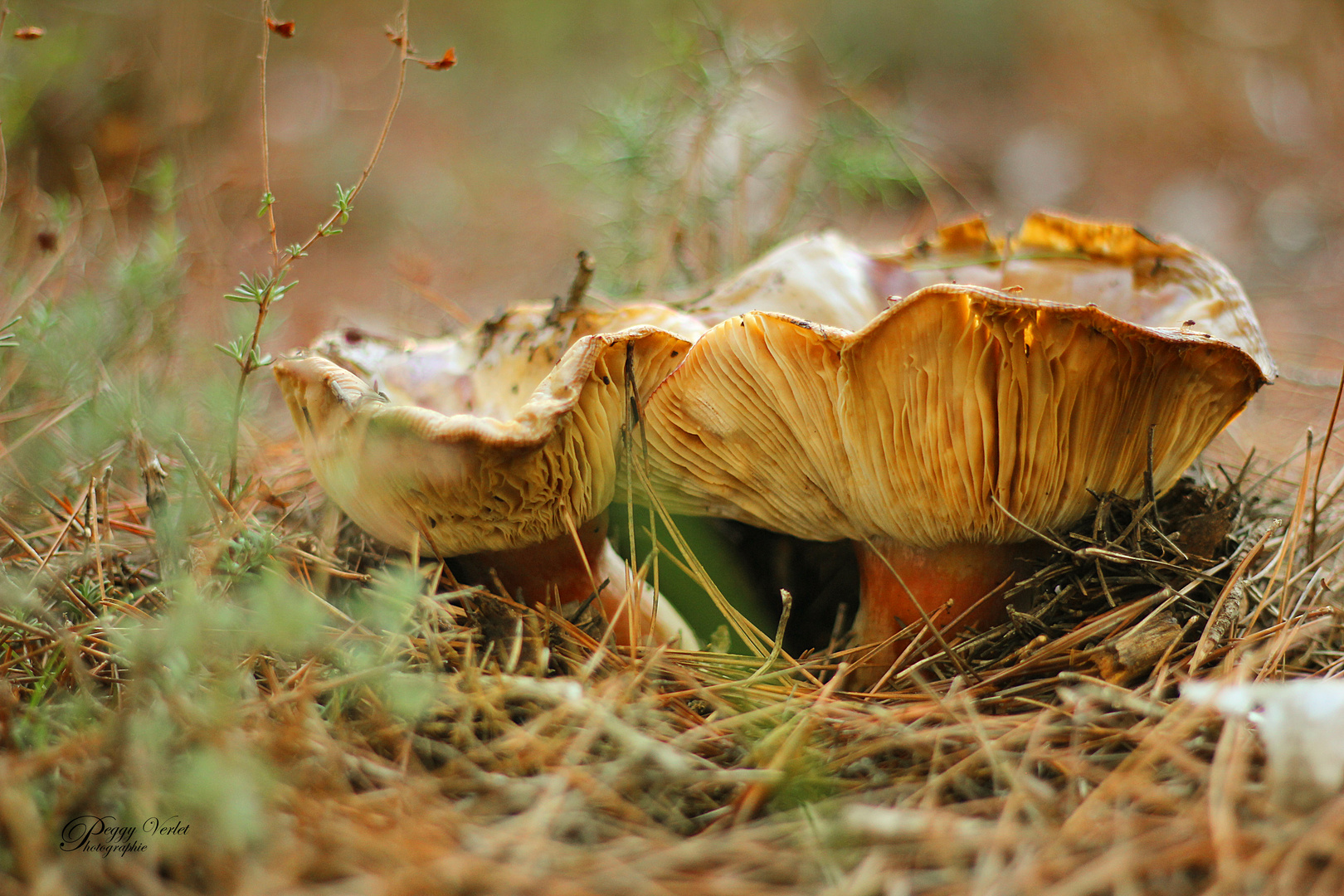 champignons