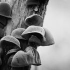 Champignons dans le bois