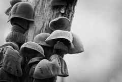 Champignons dans le bois