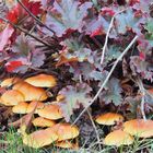 Champignons dans un massif de mon jardin