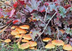 Champignons dans un massif de mon jardin