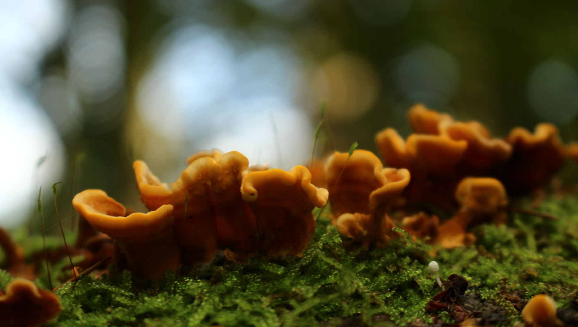 champignons d'arbre