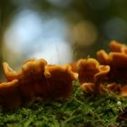 champignons d'arbre