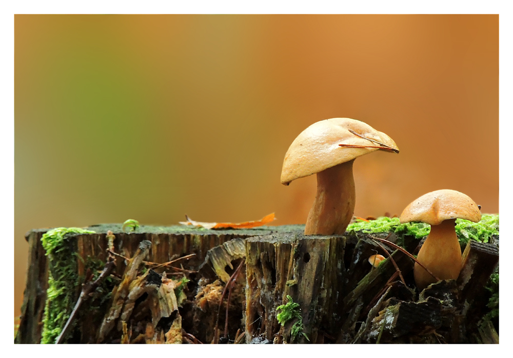 Champignons d'Automne