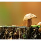 Champignons d'Automne