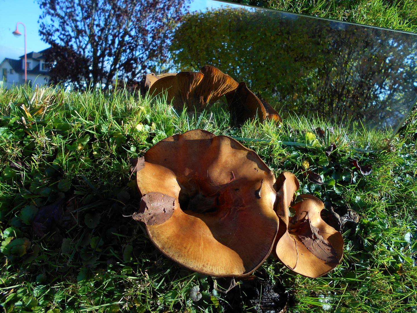 Champignons d'automne