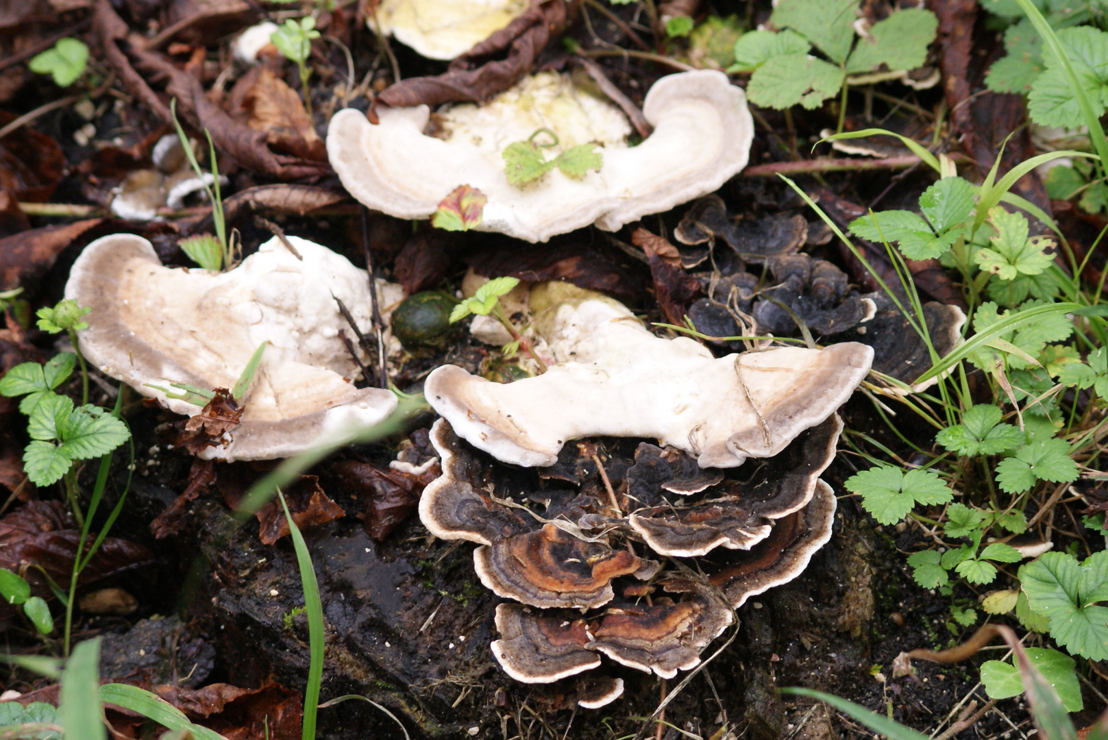 champignons de souche .