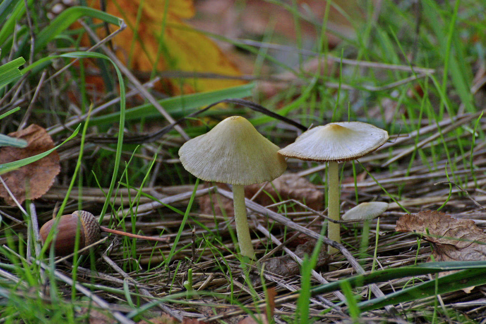 Champignons de sous bois